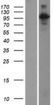 Western Blot RIN3 Overexpression Lysate
