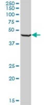 Western Blot: RING1 Antibody (2B3) [H00006015-M03] - Analysis of RING1 expression in H9c2 (2-1).