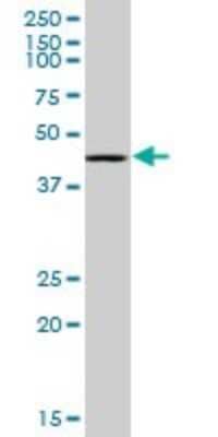 Western Blot: RING1 Antibody (4E8) [H00006015-M07] - Analysis of RING1 expression in Hela S3 NE (Cat # L013V3).