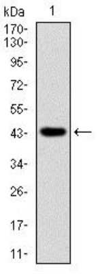 Western Blot: RING1 Antibody (8C12F4) [NBP2-37370] - Analysis using Ring1 mAb against human Ring1 recombinant protein. (Expected MW is 44.6 kDa)