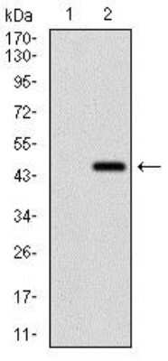 Western Blot: RING1 Antibody (8C12F4) [NBP2-37370] - Analysis using Ring1 mAb against HEK293 (1) and Ring1 (AA: 79-263)-hIgGFc transfected HEK293 (2) cell lysate.