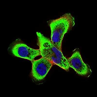 Immunocytochemistry/Immunofluorescence: RING1 Antibody (8E8A2) [NBP2-37319] - Immunofluorescence analysis of A431 cells using Ring1 mouse mAb (green). Blue: DRAQ5 fluorescent DNA dye. Red: Actin filaments have been labeled with Alexa Fluor-555 phalloidin.