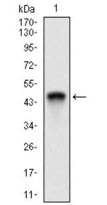 Western Blot: RING1 Antibody (8E8A2) [NBP2-37319] - Western blot analysis using Ring1 mAb against human Ring1 recombinant protein. (Expected MW is 44.6 kDa)