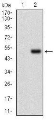 Western Blot: RING1 Antibody (8E8A2) [NBP2-37319] - Western blot analysis using Ring1 mAb against HEK293 (1) and Ring1 (AA: 79-263)-hIgGFc transfected HEK293 (2) cell lysate.