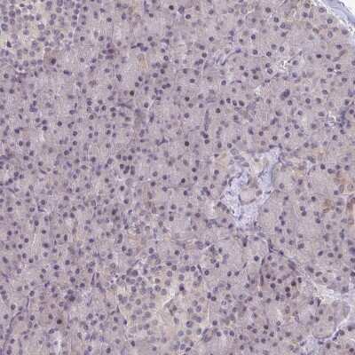 Immunohistochemistry-Paraffin: RIOK1 Antibody [NBP2-47300] - Staining of human pancreas shows no cytoplasmic positivity in exocrine glandular cells as expected.