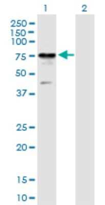 Western Blot: RIOK2 Antibody [H00055781-B01P] - Analysis of RIOK2 expression in transfected 293T cell line by RIOK2 polyclonal antibody.  Lane 1: RIOK2 transfected lysate(60.72 KDa). Lane 2: Non-transfected lysate.