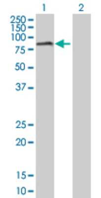 Western Blot: RIOK2 Antibody [H00055781-D01P] - Analysis of RIOK2 expression in transfected 293T cell line by RIOK2 polyclonal antibody.Lane 1: RIOK2 transfected lysate(63.30 KDa).Lane 2: Non-transfected lysate.