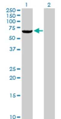Western Blot: RIOK3 Antibody [H00008780-D01P] - Analysis of RIOK3 expression in transfected 293T cell line by RIOK3 polyclonal antibody.Lane 1: RIOK3 transfected lysate(59.10 KDa).Lane 2: Non-transfected lysate.