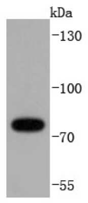 Western Blot: RIPK1/RIP1 Antibody (JJ092-08) [NBP2-67905] - Analysis of RIP on Hela cells lysates using anti-RIP antibody at 1/1,000 dilution.