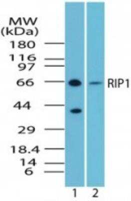 Western Blot: RIPK1/RIP1 Antibody [NBP2-24739] - Analysis of human RIP1 in ramos cell lysate in the 1) absence and 2) presence of immunizing peptide using this antibody.