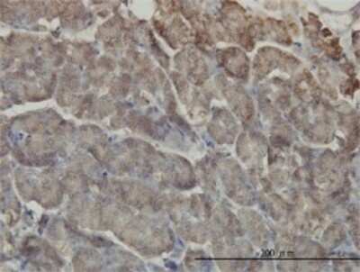 Immunohistochemistry-Paraffin: RIPK2 Antibody (7F5) [H00008767-M05] - Analysis of monoclonal antibody to RIPK2 on formalin-fixed paraffin-embedded human pancreas. Antibody concentration 3 ug/ml