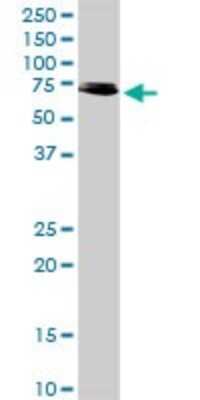 Western Blot: RIPK2 Antibody [H00008767-D01P] - Analysis of RIPK2 expression in HeLa.