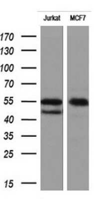 Western Blot: RIPK3/RIP3 Antibody (OTI1B3) - Azide and BSA Free [NBP2-73912] - Analysis of extracts (10ug) from 2 different cell lines using RIPK3/RIP3 antibody (OTI1B3) [NBP2-45592]. Observed molecular weight ~55 kDa. Theoretical molecular weight 56.7 kDa.