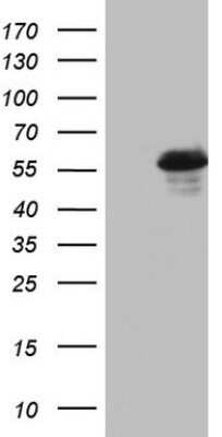 Western Blot: RIPK3/RIP3 Antibody (OTI1B3) - Azide and BSA Free [NBP2-73912] - Analysis of RIPK3/RIP3 using RIPK3/RIP3 antibody (OTI1B3) [NBP2-45592] in HEK293T cells transfected with the pCMV6-ENTRY control (Left lane) or pCMV6-ENTRY RIPK3. Observed molecular weight ~55 kDa. Theoretical molecular weight 56.7 kDa.