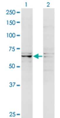 Western Blot: RIPK5 Antibody (4D5) [H00025778-M08] - Analysis of DSTYK expression in transfected 293T cell line by DSTYK monoclonal antibody (M08), clone 4D5. Lane 1: DSTYK transfected lysate (Predicted MW: 66.4 KDa). Lane 2: Non-transfected lysate.
