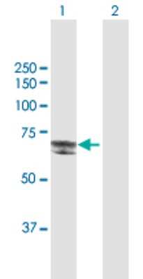 Western Blot: RIPK5 Antibody [H00025778-B01P] - Analysis of DSTYK expression in transfected 293T cell line by DSTYK polyclonal antibody.  Lane1:DSTYK transfected lysate(64.57 KDa). Lane2:Non-transfected lysate.