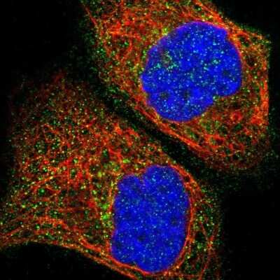 Immunocytochemistry/Immunofluorescence: RIPX Antibody [NBP1-89614] - Staining of human cell line A-431 shows positivity in cytoplasm. Antibody staining is shown in green. Antibody staining is shown in green.