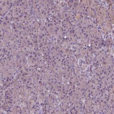 Immunohistochemistry-Paraffin: RIPX Antibody [NBP2-48558] - Staining of human pancreas shows low expression as expected.