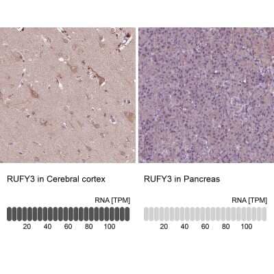 <b>Independent Antibodies Validation and Orthogonal Strategies Validation.</b>Immunohistochemistry-Paraffin: RIPX Antibody [NBP2-48558] - Staining in human cerebral cortex and pancreas tissues using anti-RUFY3 antibody. Corresponding RUFY3 RNA-seq data are presented for the same tissues.