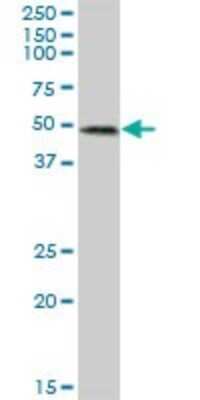 Western Blot: RIPX Antibody [H00022902-B01P] - Analysis of RUFY3 expression in rat brain.