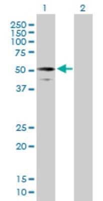 Western Blot: RIPX Antibody [H00022902-B01P] - Analysis of RUFY3 expression in transfected 293T cell line by RUFY3 polyclonal antibody.  Lane 1: RUFY3 transfected lysate(51.59 KDa). Lane 2: Non-transfected lysate.