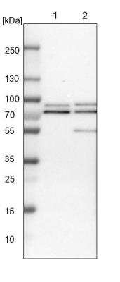 Western Blot: RIPX Antibody [NBP1-89614] - Lane 1: NIH-3T3 cell lysate (Mouse embryonic fibroblast cells). Lane 2: NBT-II cell lysate (Rat Wistar bladder tumor cells).