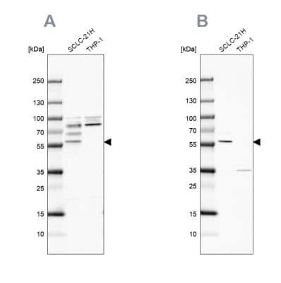 Western Blot RIPX Antibody - BSA Free