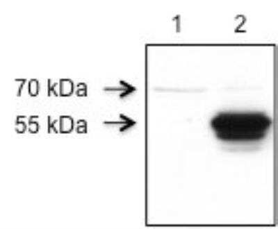 Western Blot RIPX Antibody - BSA Free