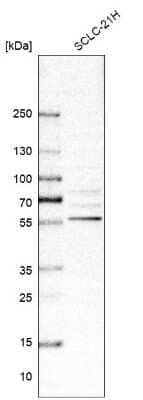 Western Blot RIPX Antibody - BSA Free