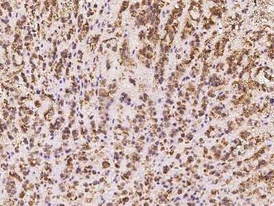 Immunohistochemistry: RISC Antibody [NBP2-97783] - Immunochemical staining of human RISC in human adrenal gland with rabbit polyclonal antibody at 1:100 dilution, formalin-fixed paraffin embedded sections.
