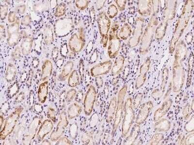 Immunohistochemistry: RISC Antibody [NBP2-97783] - Immunochemical staining of human RISC in human kidney with rabbit polyclonal antibody at 1:100 dilution, formalin-fixed paraffin embedded sections.