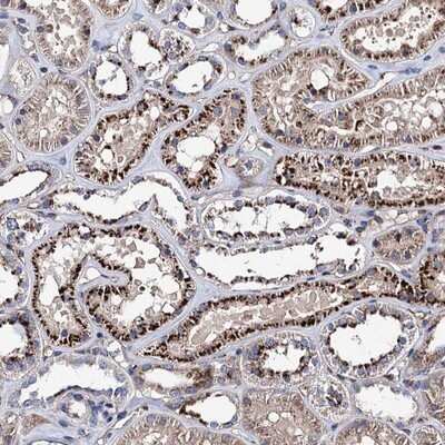 Immunohistochemistry-Paraffin: RISC Antibody [NBP1-87127] - Staining of human kidney shows strong cytoplasmic positivity(granular pattern) in cells in tubules.