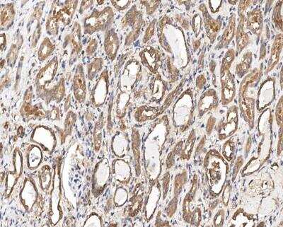 Immunohistochemistry-Paraffin: RISC Antibody [NBP3-12560] - Staining of human RISC in human kidney with rabbit polyclonal antibody at 1:100 dilution.