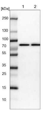 Western Blot: RISC Antibody [NBP1-87127] - Lane 1: NIH-3T3 cell lysate (Mouse embryonic fibroblast cells). Lane 2: NBT-II cell lysate (Rat Wistar bladder tumor cells).