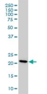 Western Blot: RKIP/PBP Antibody (M2) [H00005037-M05] - Analysis of PBP expression in HeLa (Cat # L013V1).