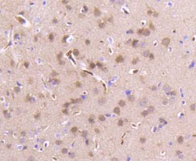 Immunohistochemistry-Paraffin: RKIP/PBP Antibody (SC58-09) [NBP2-67560] - Analysis of paraffin-embedded mouse brain tissue using anti-PBP antibody. Counter stained with hematoxylin.