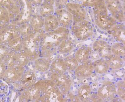 Immunohistochemistry-Paraffin: RKIP/PBP Antibody (SC58-09) [NBP2-67560] - Analysis of paraffin-embedded mouse kidney tissue using anti-PBP antibody. Counter stained with hematoxylin.