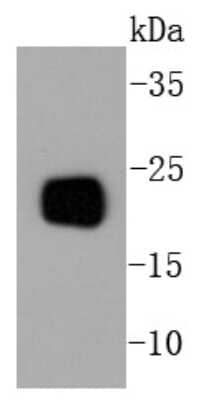 Western Blot: RKIP/PBP Antibody (SC58-09) [NBP2-67560] - Analysis of PBP on mouse brain lysates using anti-PBP antibody at 1/1,000 dilution.