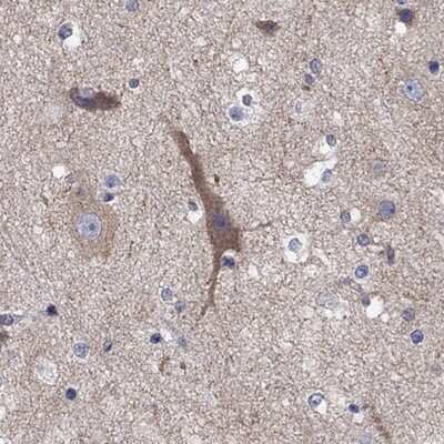 Immunohistochemistry-Paraffin: RLBP1L1 Antibody [NBP3-17925] - Staining of human cerebral cortex shows moderate cytoplasmic positivity in neurons.