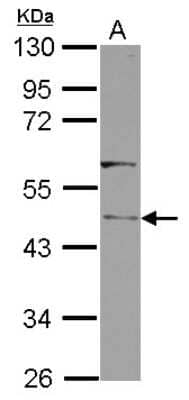 Western Blot RLBP1L1 Antibody - BSA Free