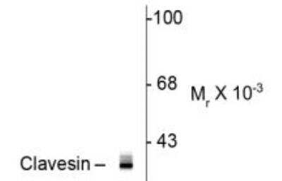 Western Blot RLBP1L1 Antibody - Azide and BSA Free
