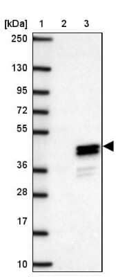 Western Blot RLBP1L1 Antibody - BSA Free