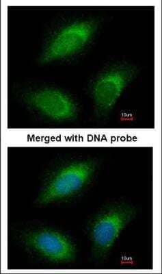 Immunocytochemistry/Immunofluorescence: RLF Antibody [NBP1-33086] - analysis of paraformaldehyde-fixed HeLa, using antibody at 1:200 dilution.