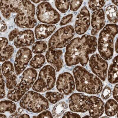 Immunohistochemistry-Paraffin: RMND1 Antibody [NBP2-33951] - Staining of human kidney shows strong cytoplasmic positivity in cells in tubules.