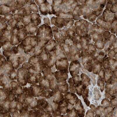 Immunohistochemistry-Paraffin: RMND1 Antibody [NBP2-33952] - Staining of human pancreas shows strong cytoplasmic positivity in exocrine glandular cells.