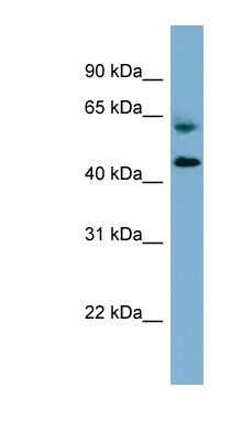 Western Blot: RMND1 Antibody [NBP1-56872] - 293T cells lysate, concentration 0.2-1 ug/ml.