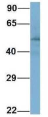 Western Blot: RMND1 Antibody [NBP1-56872] - Human Adult Placenta, Antibody Dilution: 1.0 ug/ml.