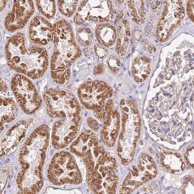 Immunohistochemistry-Paraffin: RMND5A Antibody [NBP1-92337] - Staining of human kidney shows strong cytoplasmic positivity in cells in tubules.