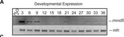 Western Blot: RMND5A Antibody [NBP1-92337] - rmnd5 is expressed during early embryonic development. Temporal RT-PCR analysis of rmnd5 expression (top panel); different developmental stages (NF-stages) indicated at the top. ODC1 functions as RNA input control (bottom). Image collected and cropped by CiteAb from the following publication (//dx.plos.org/10.1371/journal.pone.0120342), licensed under a CC-BY license.