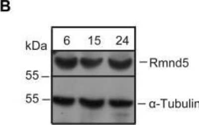 Western Blot: RMND5A Antibody [NBP1-92337] - rmnd5 is expressed during early embryonic development. Rmnd5 protein at different developmental stages. Western blot analysis of embryo lysate from indicated stages (top). alpha-RMND5A (Novus Biological; rabbit, 1:1000); alpha-Tubulin (at, 1:2500). Image collected and cropped by CiteAb from the following publication (https://dx.plos.org/10.1371/journal.pone.0120342), licensed under a CC-BY license.